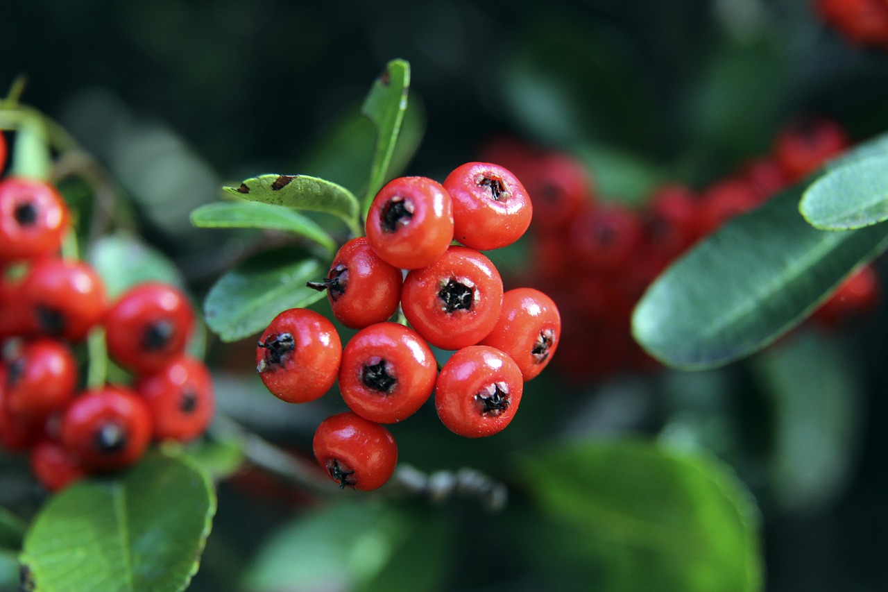 与福登的灵 与福登的灵