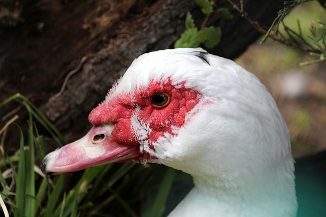 备受期待 备受期待