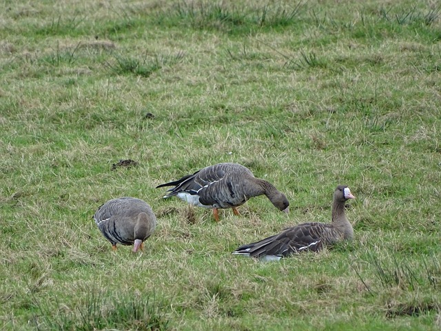 聯盟對選秀 聯盟對選秀
