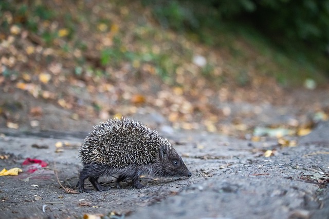 年欧洲杯逐 年欧洲杯逐